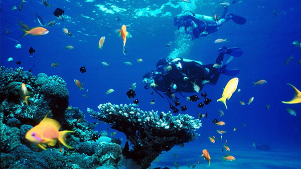 Scuba-Diving-reef